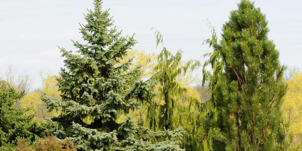 Delve into the many cultivars of conifers! Join us for Meet The Cultivars: Conifers on April 14, and explore their many desirable characteristics and learn to select the perfect tree for your next design project or home garden. Register today: chgobg.org/48Z8az7