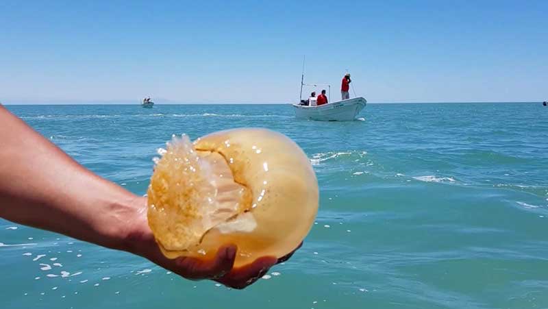 ¿Porqué, como, cuando y donde? Ponencia sobre el actual estado de ocurrencia, investigación y manejo de la proliferación de medusas en aguas venezolanas.
Con la Profesora <a href="/Jabarco/">Julia Andreina</a> 
#AliadosCaribeSur