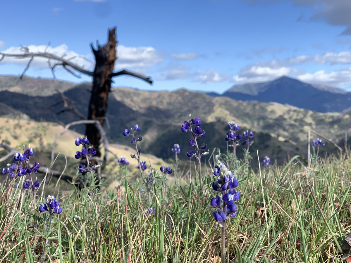 🌿 Celebrating #NationalPoetryMonth, we invited our community to contribute lines for a collective poem curated by Allie Rigby. From Sonoma, CA to Scotland, we received sixty inspiring lines on nature's teachings. Read 'We Have So Much Left to Learn' tenstrands.org/we-have-so-muc…