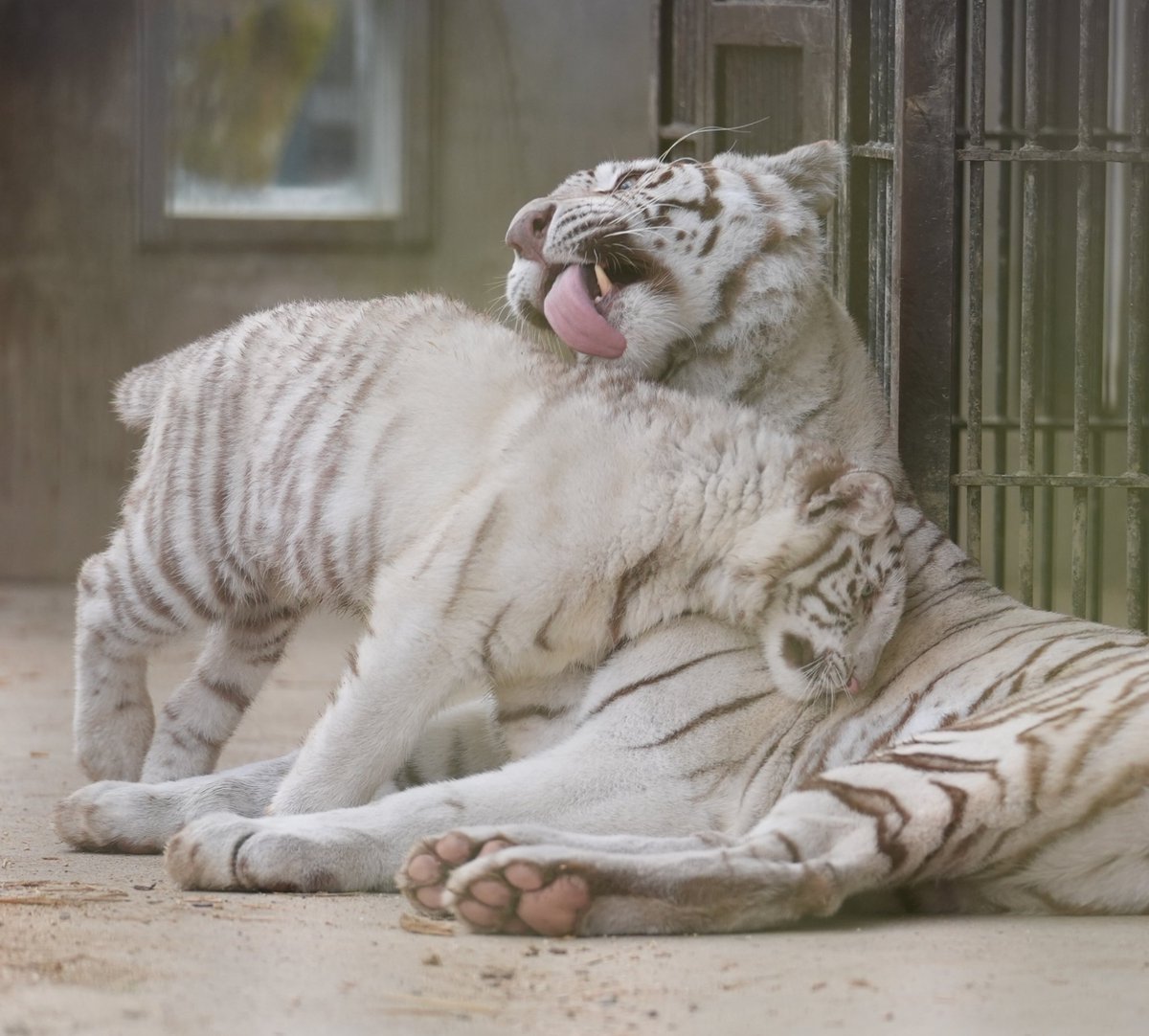 お母さ〜ん💕 #ホワイトタイガー #宇都宮動物園