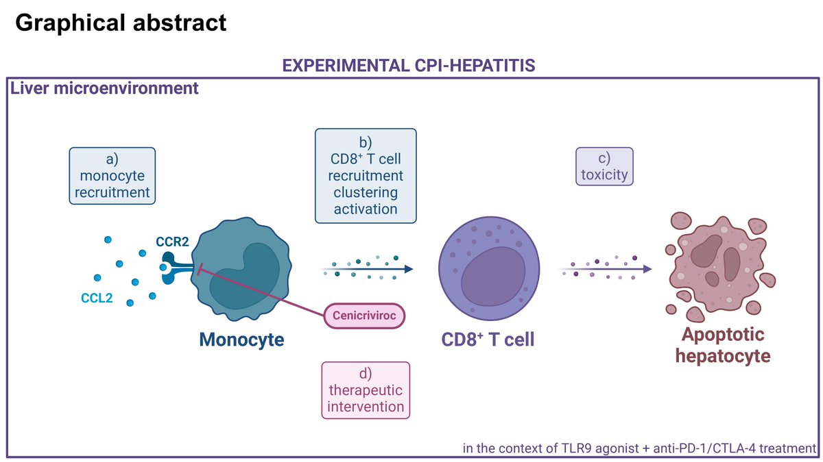 New #JITC article: Therapeutic inhibition of monocyte recruitment prevents checkpoint inhibitor-induced hepatitis bit.ly/4aHQvxf @TriantafyllouE_ @CathrinLC @TurajlicLab