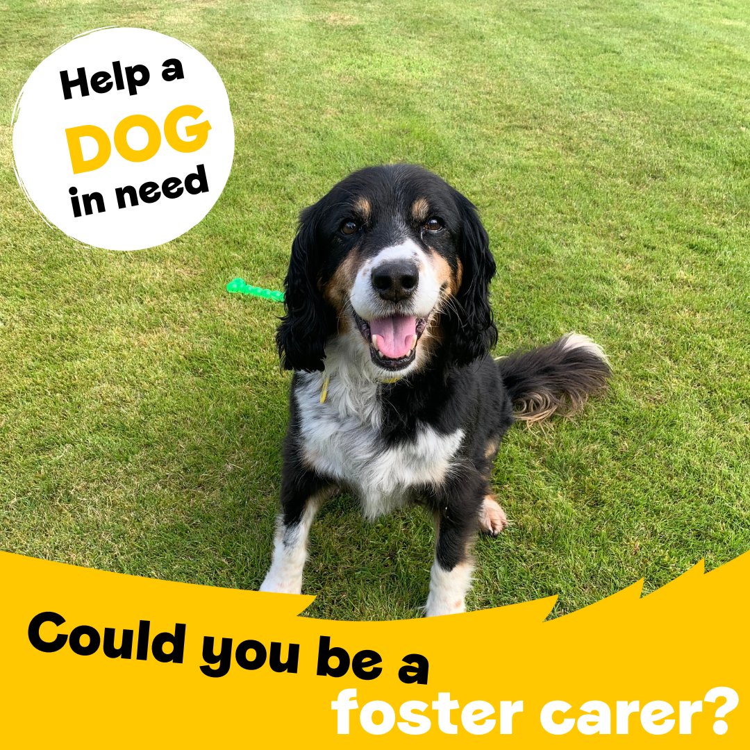 We are on the lookout 👀 for dog lovers who can open up their homes & hearts to our dogs while they're looking for their furever families💛 ⁣ 🐾Are home most of the day⁣ 🐾live within 1 hour of Dundee⁣ 🐾Have their own garden⁣ ⁣ Apply now 👉 bit.ly/3oMwLWu