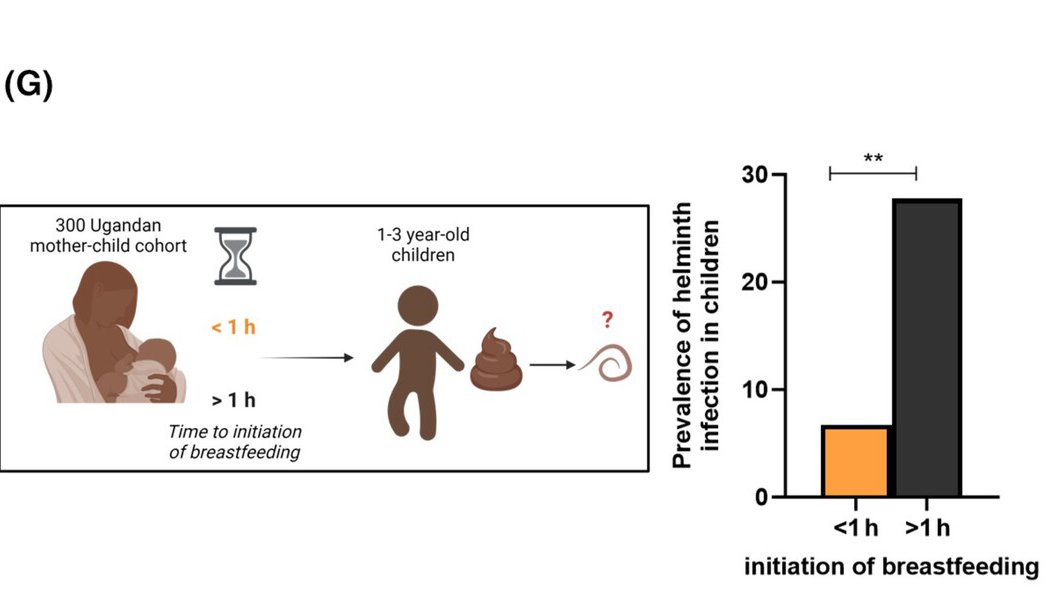 #A recent study demonstrates the importance of #colostrum #Colostrum is required for the postnatal ontogeny of small intestine innate lymphoid type 2 cells and successful #anti-helminth defences onlinelibrary.wiley.com/doi/10.1111/al…