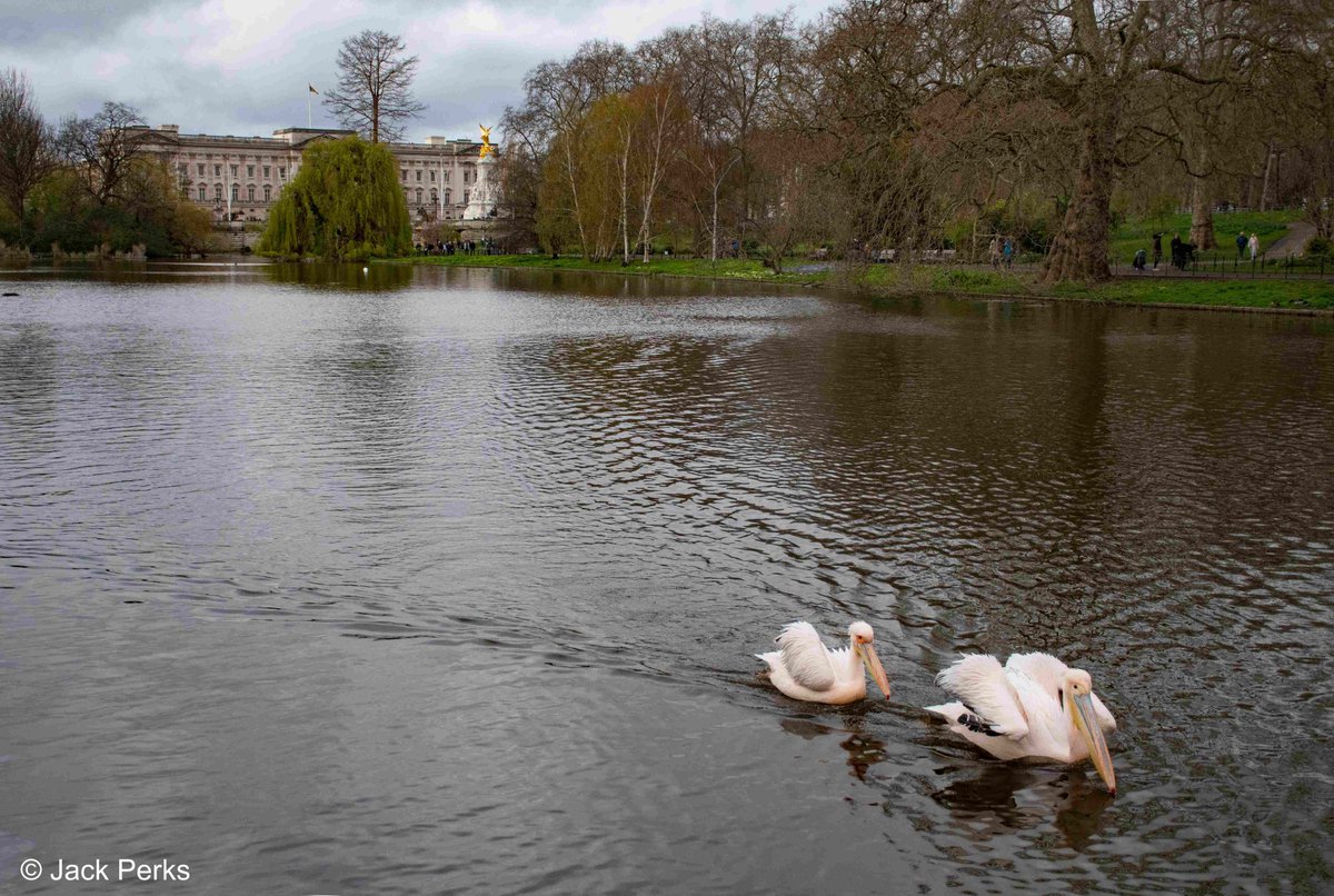 I was in London the other week photographing some of the birds in the parks including these Pelicans! Shame about the house ruining the shot in the background.