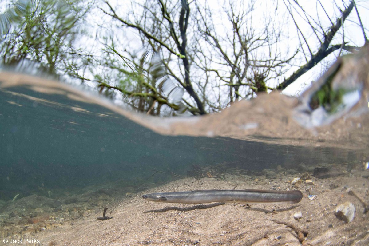 Small eel in the shallows from a recent shoot, if you don't move to much they can be quite inquisitive creatures.