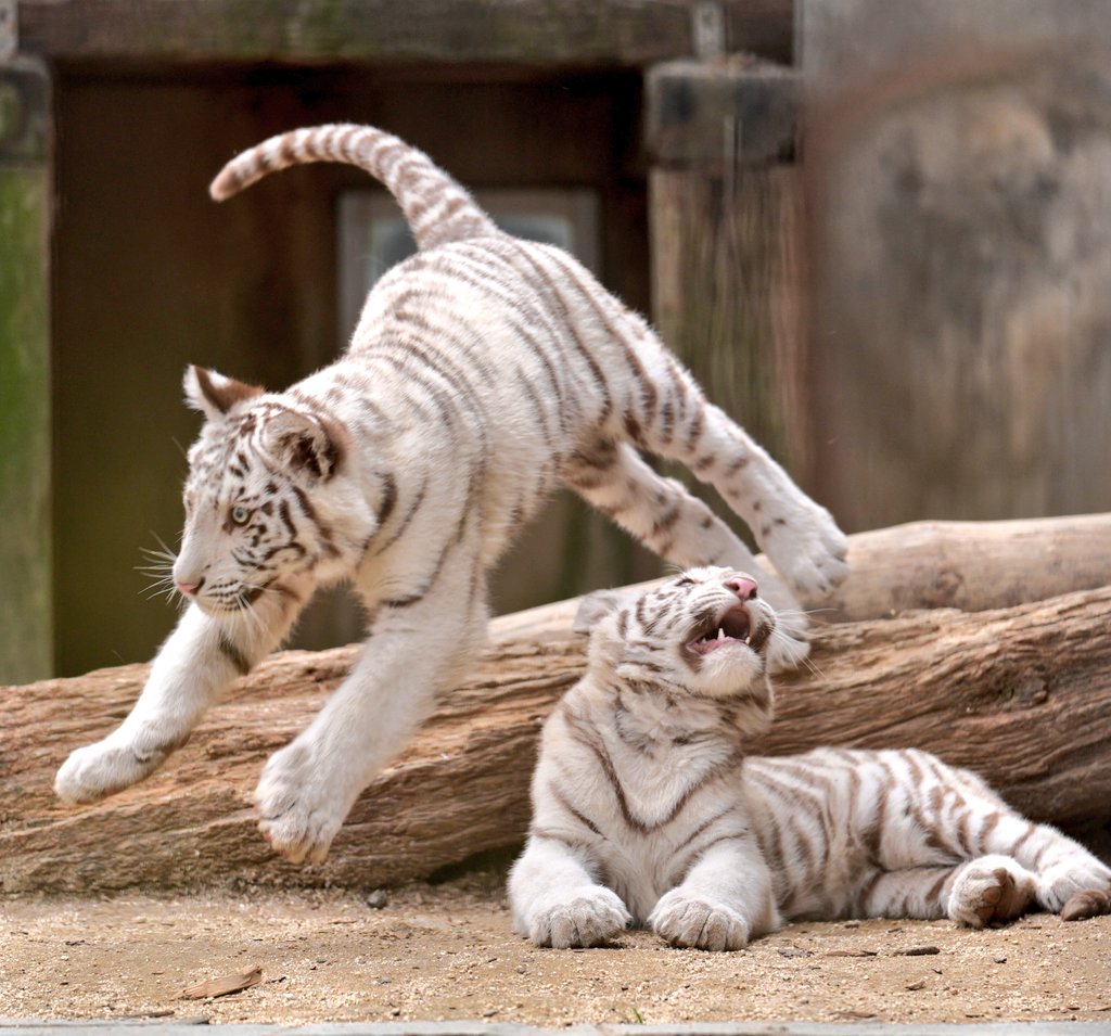 ぴょーん #ホワイトタイガー #宇都宮動物園