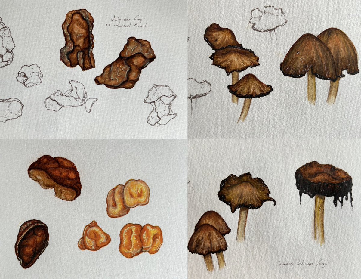 A bit of drawing and sketching for #fungifriday. #sketchbook #TwitterNatureCommunity #fungi #glasgow