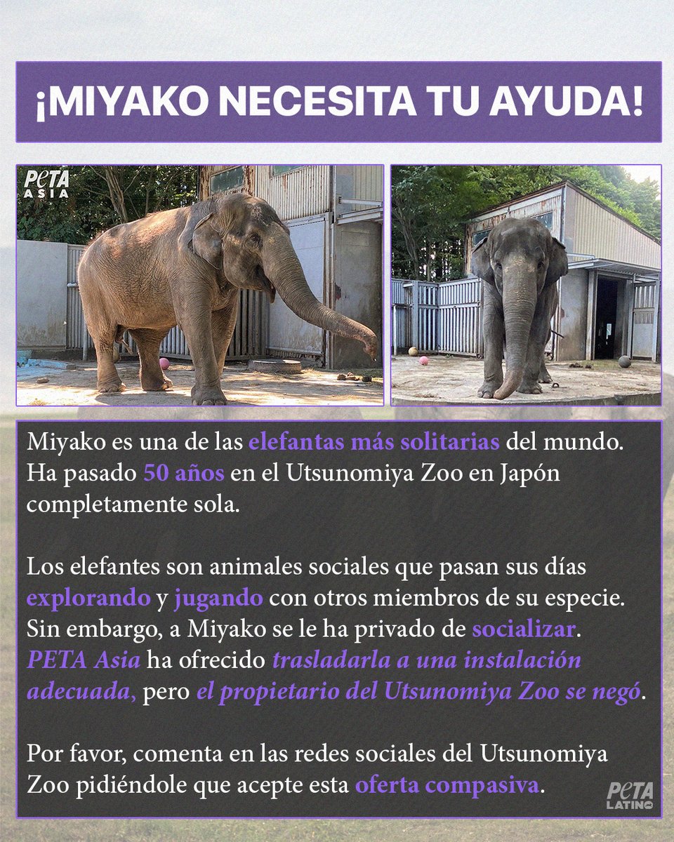 PETA_Latino's tweet photo. Miyako ha pasado 50 años en soledad, pero tú puedes ayudar a cambiar eso, comentando en la cuenta de @utsunomiya_zoo pidiéndoles que acepten la oferta de PETA Asia. 

Miyako merece un lugar donde pueda pasear y socializar con otros elefantes. 🐘 ❤️https://t.co/XsjflR4aOx https://t.co/8mnT4ll8KT