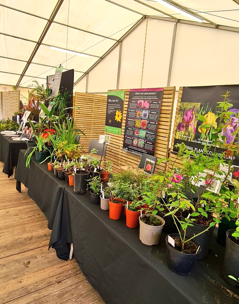 Plant heritage plantfair is here this weekend! Dont miss out! Lots of lovely plants to see and buy @RHSBridgewater @Plantheritage @The_RHS #Heuchera #primulaauricula #camasia #geum #carnivorous #gardening