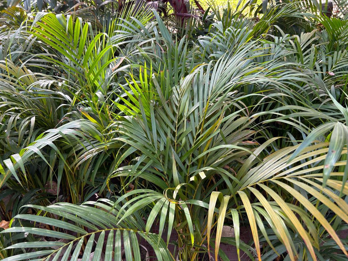 #Vidyanjali Mr. AWADHESH KUMAR JHA, Principal donated 101 Areca Palms to contribute for Greener India for 3200 students of Nursery to 12 @SvRohini #northwestb HoS @awadhesh289 VP @bharti_kalra V.I @devikadrall CRCC: Aarti DURCC: Pardeep Kumar @drmanishadiet @BaliRam14150546