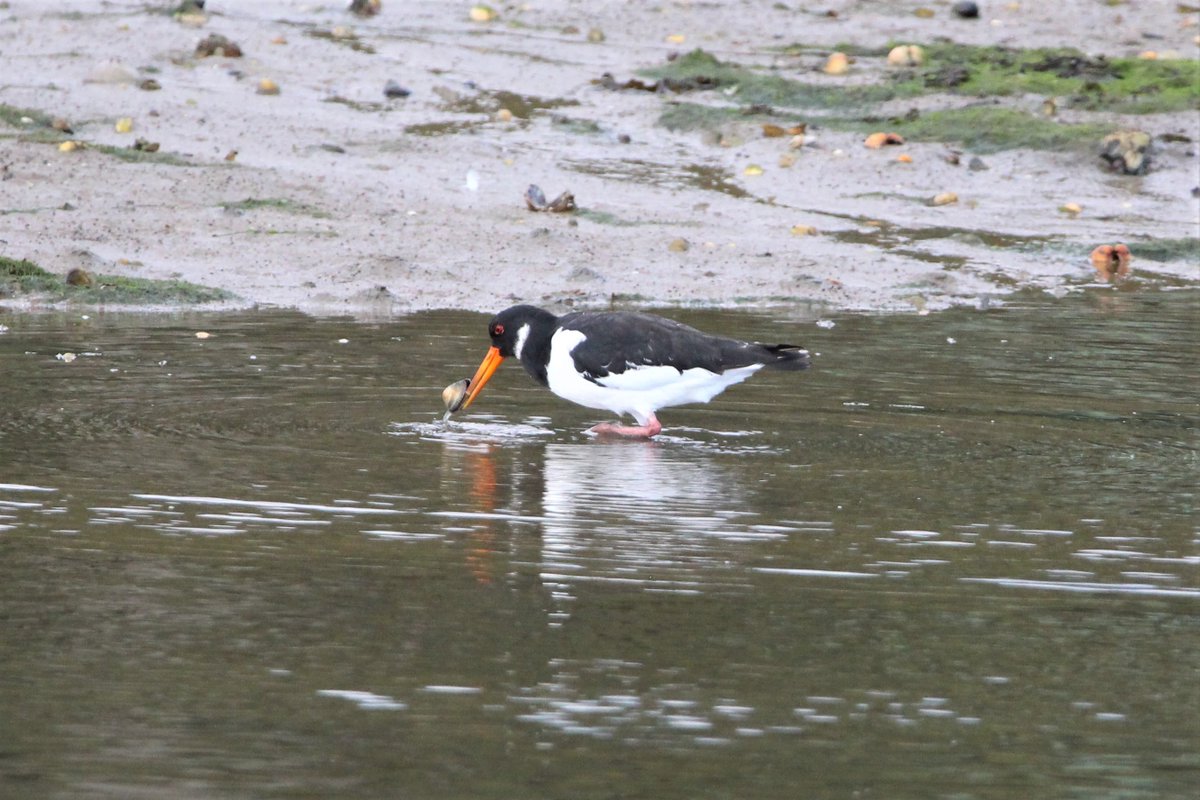 Our #BirdoftheMonth for April is the handsome oystercatcher, which, despite its name, tends to eat shellfish like cockles and mussels, as you can see in this photo taken by Ranger Charlotte: bit.ly/3p4ie6g