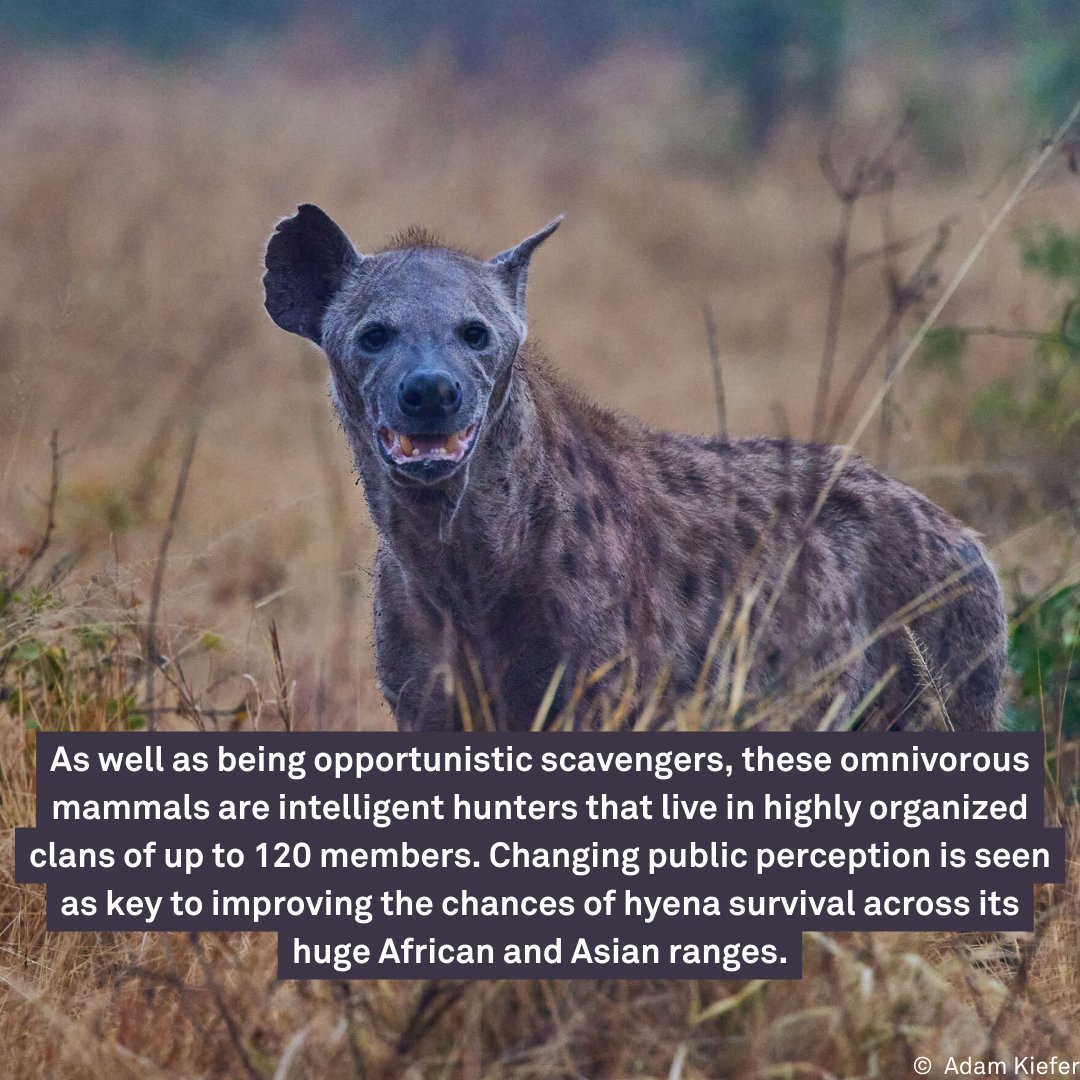 Known for their menacing laugh, hyenas don’t have much to smile about when you consider the rampant destruction of their habitat and declining numbers. But today – #InternationalHyenaDay – we celebrate their existence.⁠