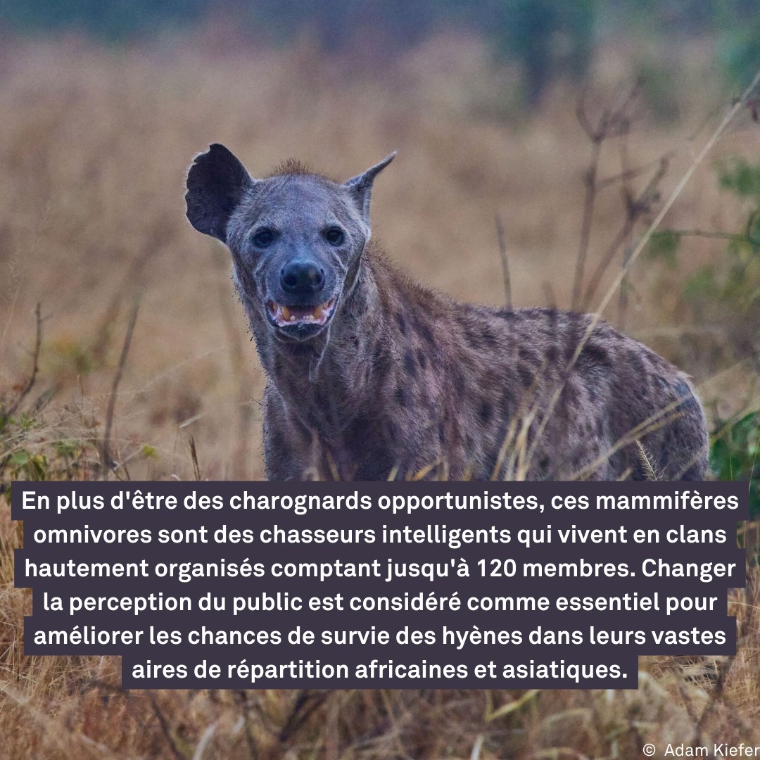 Connues pour leur rire menaçant, les hyènes n’ont pas vraiment de quoi sourire si l’on considère la destruction effrénée de leur habitat et le déclin de leur nombre. Mais aujourd’hui, pour la #JournéeInternationaleDesHyènes, nous célébrons leur existence.⁠