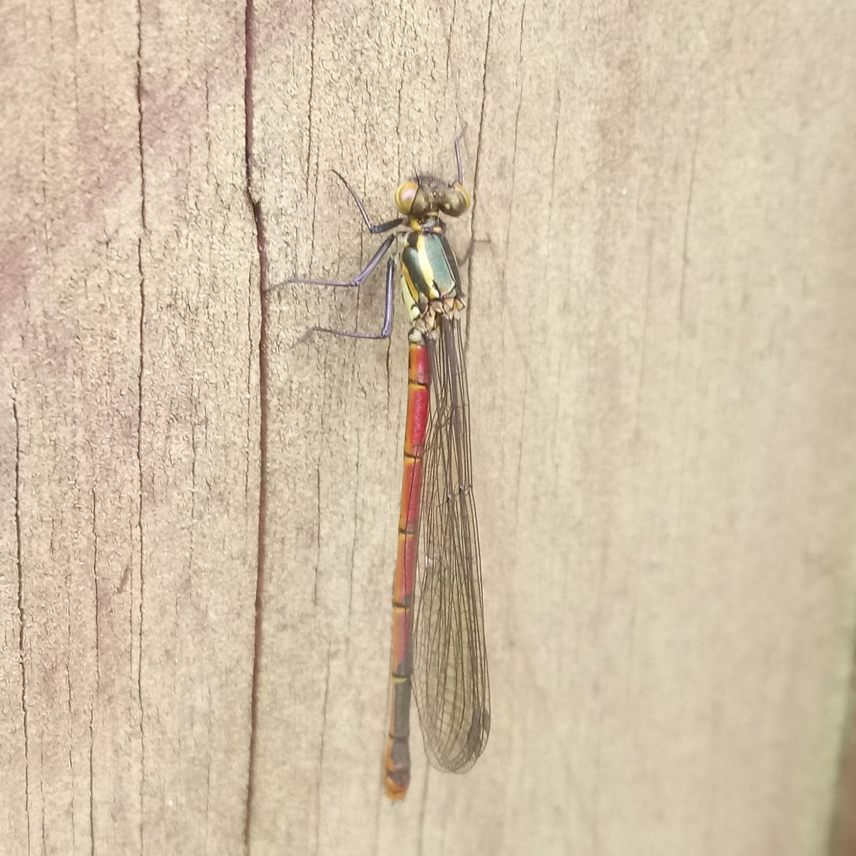 My first damselfly of the year @DWTBrownsea