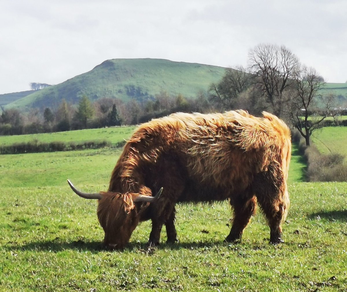 Saw some Highland Coo's today 💙
#peakdistrict #highlandcows #Coos