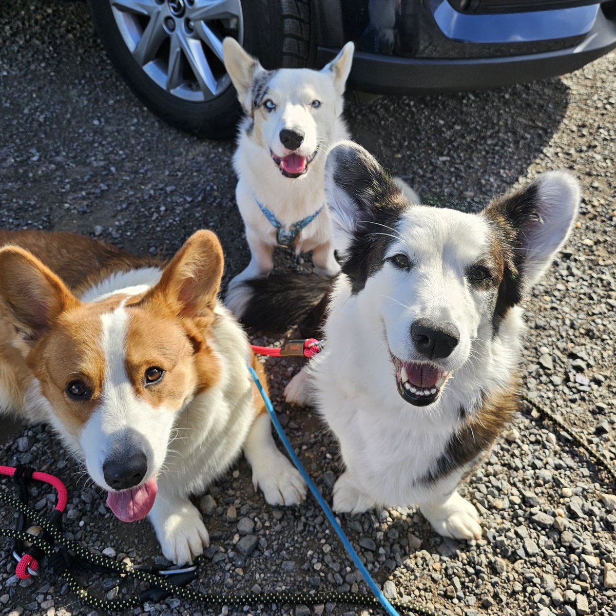 MorriganGoddess's tweet image. #Corgeros na #ForPets ❤️
#corgipirateking
#DoubleTroubleCorgi 
#TwiLišky
#CorgiCrew