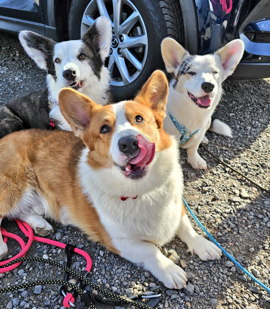 MorriganGoddess's tweet image. #Corgeros na #ForPets ❤️
#corgipirateking
#DoubleTroubleCorgi 
#TwiLišky
#CorgiCrew