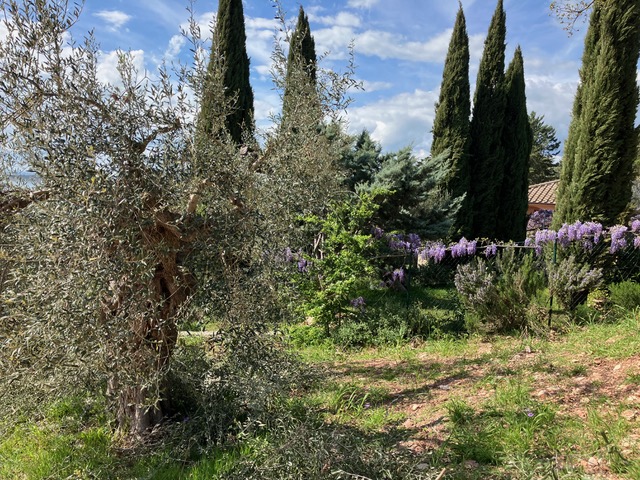 A recently pruned olive tree (just done before the deadline). Can you ask for anything more? Well, maybe a cypress tree and some wisteria? #Umbria #beautifulthings