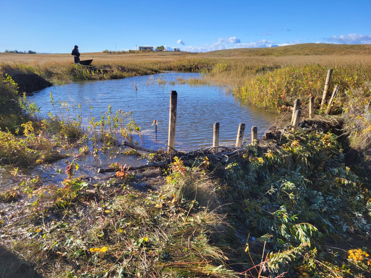 🦫It's International #Beaver Day! These iron-toothed critters keep water on the land in times of #drought - so much so that we mimic their dams to restore riparian areas! These photos,taken two days apart last fall, show what these structures can do. More: bit.ly/4cLUVF5