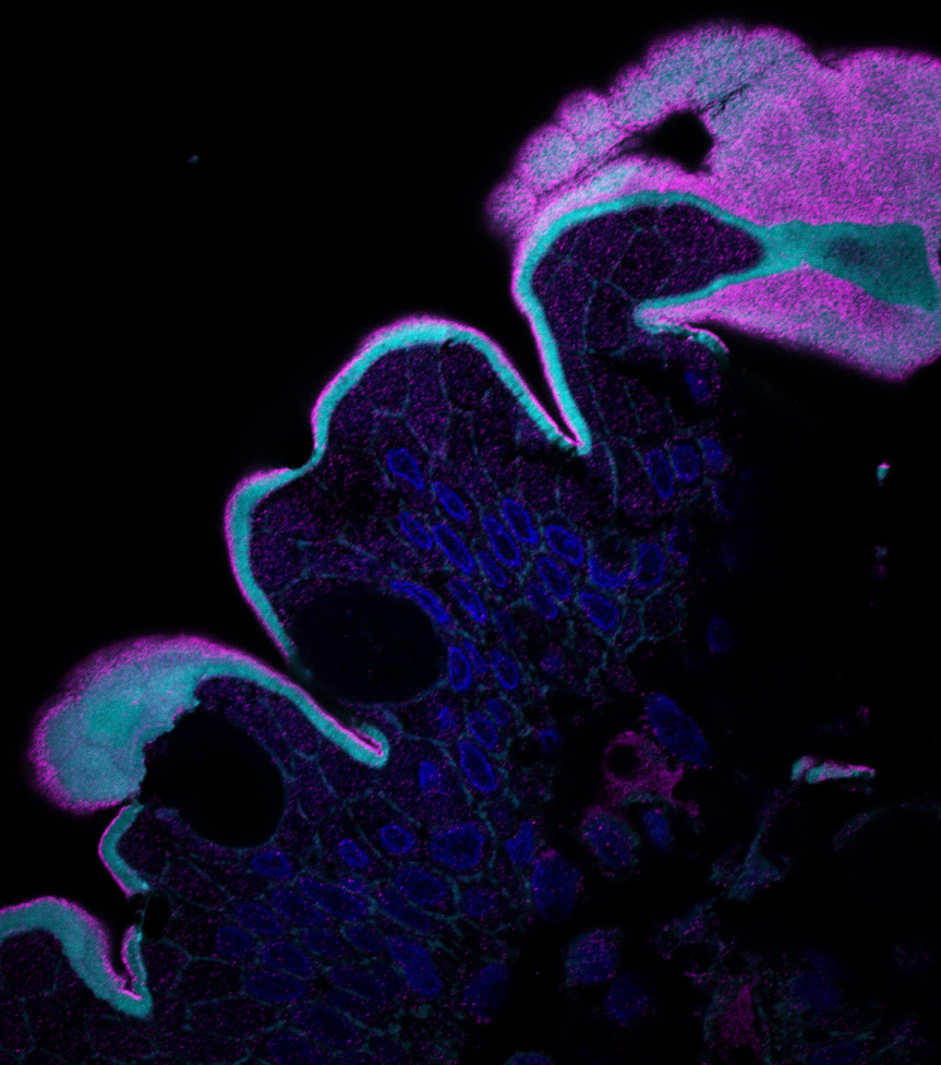 Want to find out which previously unexplored protein is stained here in magenta? Stop by my poster (P0776) today at the #APS2024 GI session! 

 #FluorescenceFriday