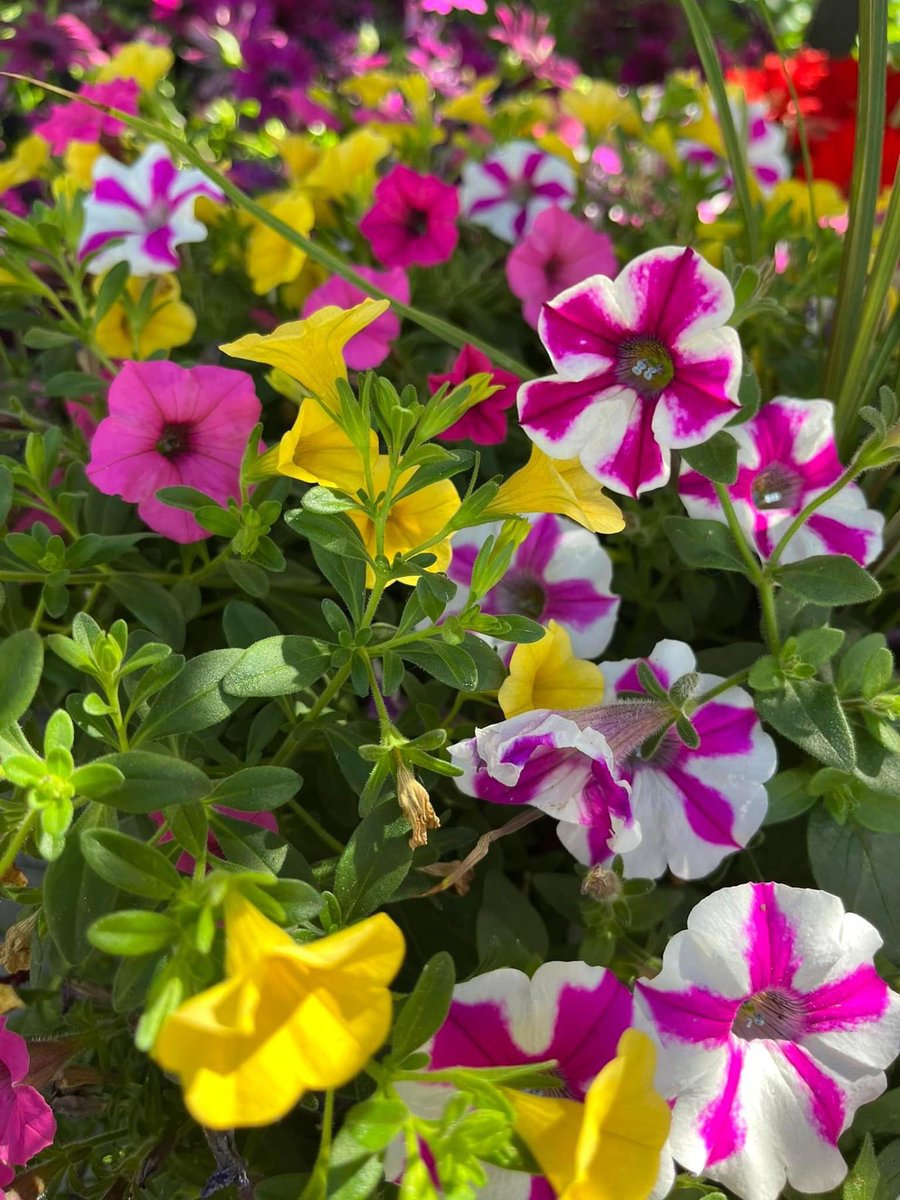 Goodmorning. Wishing you a day that sparkles with joy and radiates positivity. Enjoy every moment! #FLOWER Happy #FridayFlowers 🌺 #Gardening