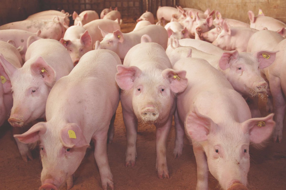 An animal welfare charity that exposes poor welfare at slaughter has taken the unusual step of effectively running a major abattoir to prove that an alternative to carbon dioxide killing is viable for pigs in large-scale slaughterhouses. Read more at ow.ly/tx1b50R9pPX