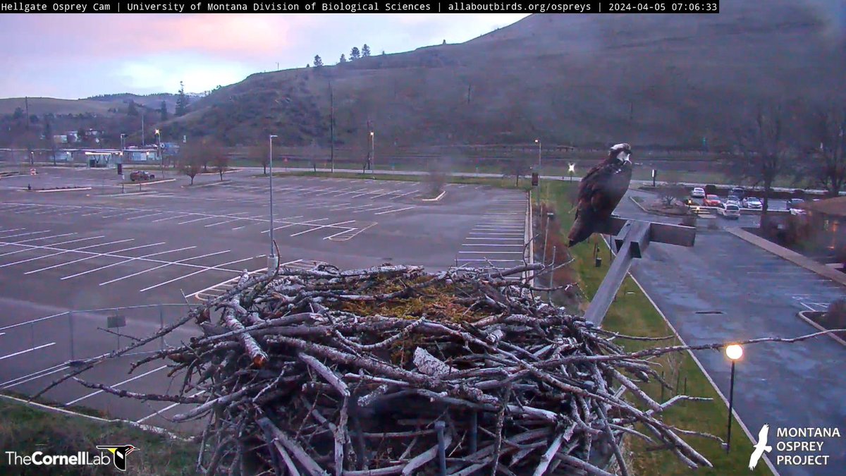 TOUCHDOWN--04/05, 06:53
QUEEN IRIS has returned!
Rejoice #CHOWS---- Let the season begin!
#BeAnIris
#HellgateOsprey