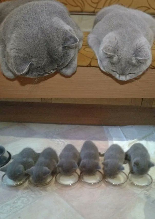 Why you should have a cat (@shouldhavecat) on Twitter photo Eat a lot and grow fast. Eat a lot and grow fast.