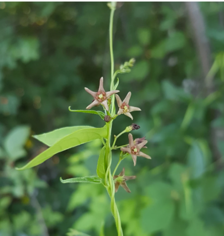 Get to know invasive plants: Dog-Strangling Vine (DSV) -Climbs up and crowds out trees/other plants -Threatens species at risk - Eastern Meadowlark/ Bobolink grassland nesting areas; Monarchs mistake it for their host plant, milkweed (larvae can't survive with DSV as food source)