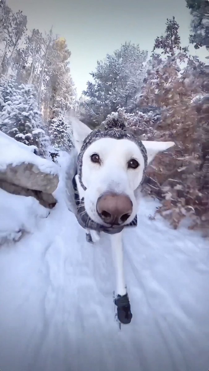 the little ear bounce 🥹 #WeeklyFluff 🎥: 2husketeers instagram.com/reel/C5YrRObxi…