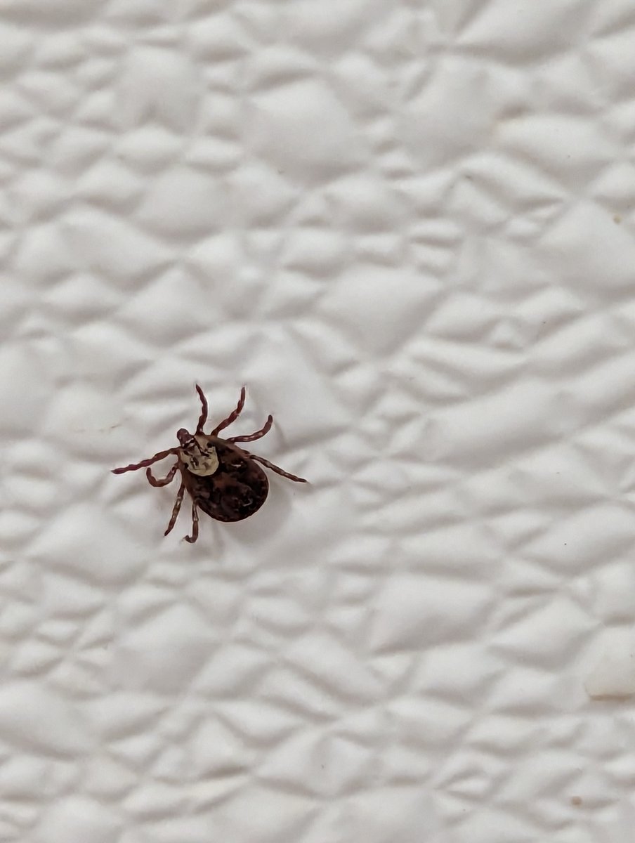 Tick season starts when the snow melts. ❄️ Protect yourself and your pets! Cover up, use a bug spray with DEET or Icaridin and always check yourself and your pets for ticks after leaving a grassy or wooded area. Learn more: bit.ly/43EpmsR