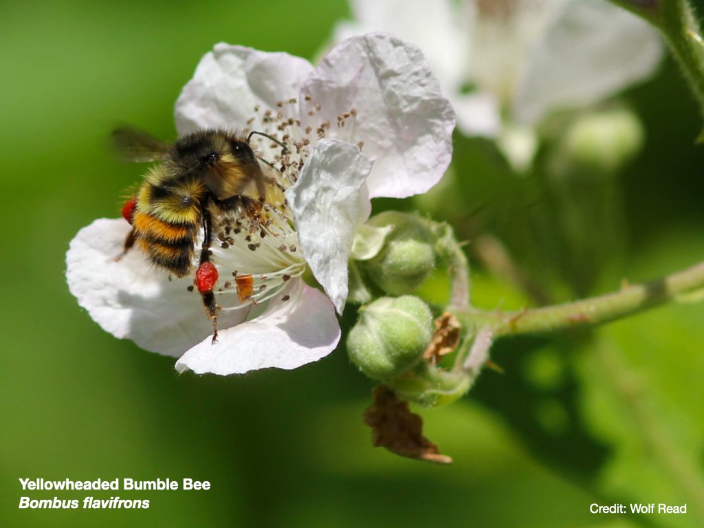 Where the wild bees are—and aren’t—impacts food supply, according to a new study. 🐝 In this Q&A, @ubcforestry landscape ecologist Dr. Matthew Mitchell delves into the study's findings and proposes ways the public can contribute to protecting wild bees: bit.ly/3VKuIR7