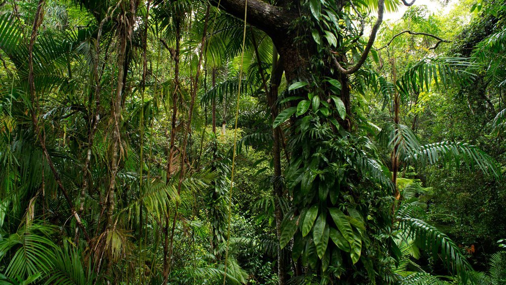 50% of the world’s terrestrial #biodiversity is found in rainforests. We cannot stop #climatechange without saving tropical forests 🌿🌿🌿 @RainforestTrust