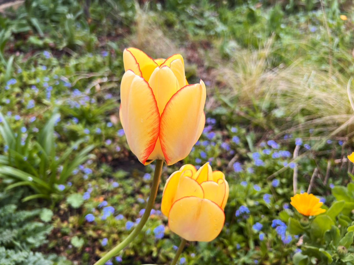 Very pretty Tulips appearing in the garden. Planted two years back. Some in pots, some in the garden 💛💚💛💚💛💚💛💚💛💚💛 #NannysGardenWorld Join me  On Instagram & TikTok  #Flowers #Garden #GardeningTwitter #PlantingTwitter #PeatFree #GardeningX #tulips #FlowersOnFriday