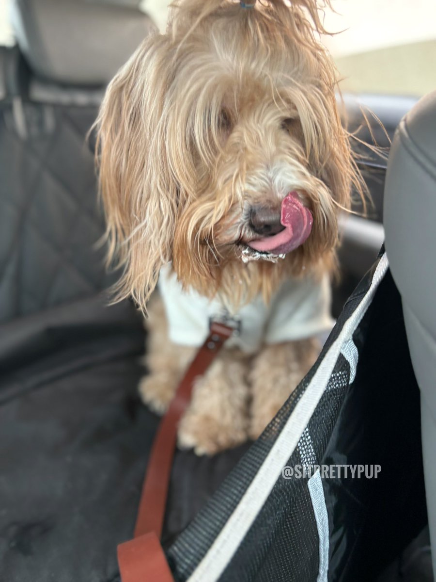 Scenes from a @Starbucks pup cup outing with Goldendoodle Maverick 

#dogsofx #goldendoodle #pupcup #dog #dogparents #animallover