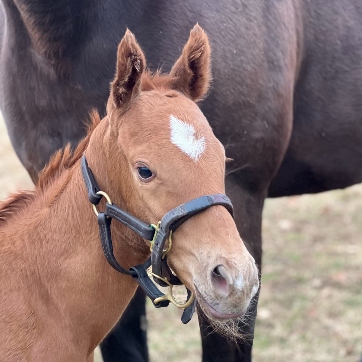 ❤️#FoalFriday Another look at #PhippsStable mare BARRIER ISLAND's (Speightstown) colt by NOT THIS TIME (@TMStallions) at his home at @ClaiborneFarm. Any name suggestions? .
