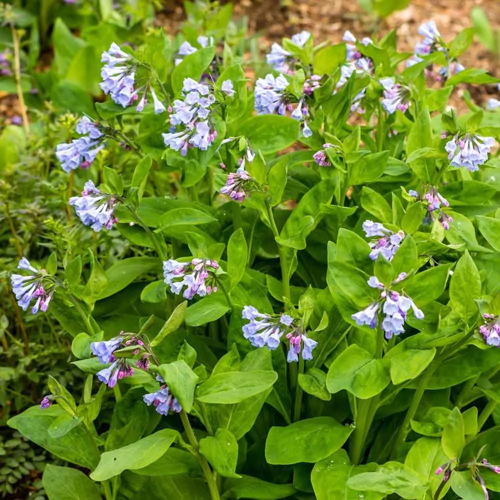 Plant of the Month: Mertensia virginica, Virginia Bluebells Near the fountain in the Nee Kee Nee area. These springtime charmers sprout up fast and vanish even quicker. Sporting vibrant blue blooms against delicate light green leaves, this perennial beauty is tuberous-rooted.