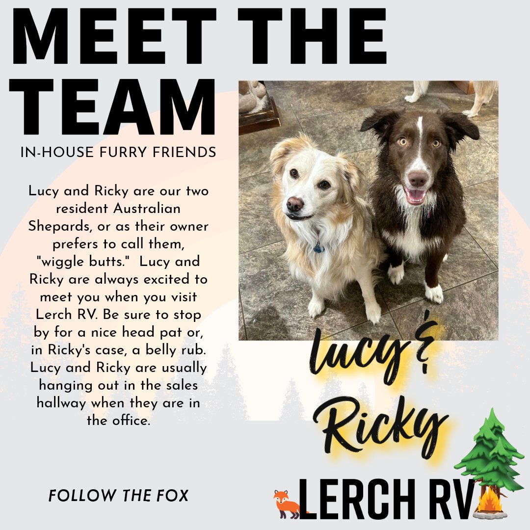 Our resident Aussies wanted to say hello.  On this fabulous Friday afternoon, I wanted to take a minute to introduce Lucy and Ricky.  #workdogs #RVdealerlife #meetthestaff #meettheteam #furryfriends  #followthefox #WeAre #centralPA