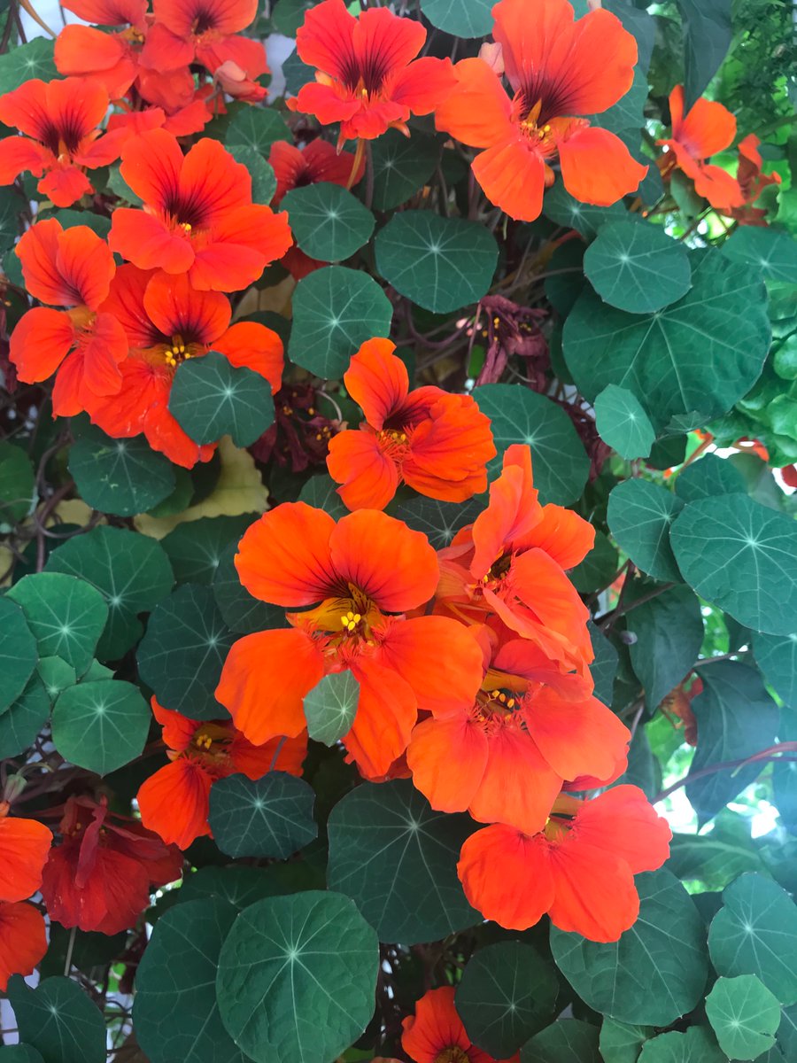 FarmBox_Foods's tweet image. Nasturtium, an edible flower with a pepper-y kick.

#hydroponics #growyourownfood #foodsecurity #foodinsecurity #foodaccess #foodequity #flowers #edibleflowers #CEA #agtech #verticalfarming #verticalgarden #nasturtium #bluecheck