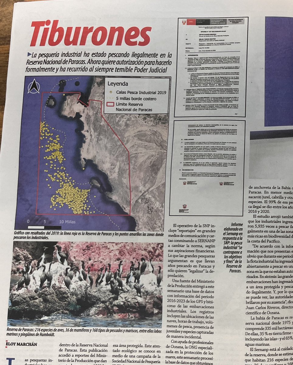 eloymarchan's tweet photo. ¡Ampay! Entre 2016 y 2023 las pesqueras industriales depredaron la Reserva Nacional de Paracas y extrajeron de manera ilegal casi 500 mil toneladas de anchoveta, ocasionando un terrible daño a la biodiversidad de la zona.
La historia completa en la edición de hoy de @ensustrece. https://t.co/g4W11BDlAe