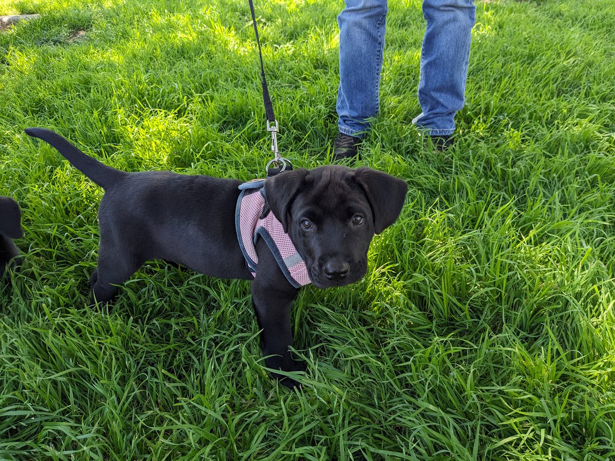 Operation Pets Alive tweet media