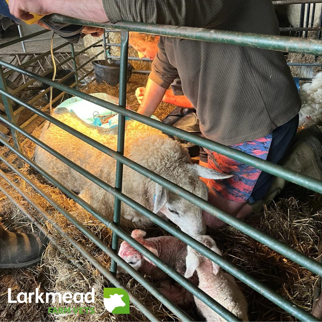 Vet Izzy helped these twin lambs into the world this week via caesarean. One was almost up on his feet before Izzy had finished stitching up!