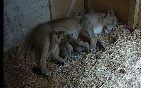 Three endangered lion cubs born at London Zoo : Watch mybreaknews.com/en/three-endan…