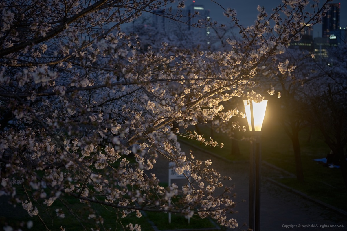 #Osaka #Sakura #毛馬桜之宮公園 #Nikon #Z7 #Z5018 #blackmistprotector