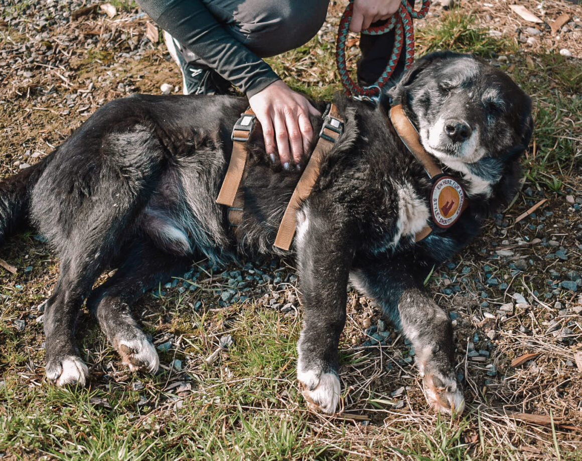 Old AND Gold! 💛 Tuzan ist unser 14 jähriger Opi, für den wir einen Gnadenplatz suchen 🥰 einherzfuerstreuner.de/project/tuzan/ #old #oldie #adoptable #adoptme #adoption #dog #dogs #senior #AdoptDontBuy #AdoptDontShop #rescueonly #rescuedog #rescuedogs #rescuepet #pet #pets #help