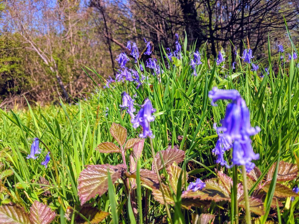 When & Where To See Wild Bluebells in the UK buff.ly/49oRPnF