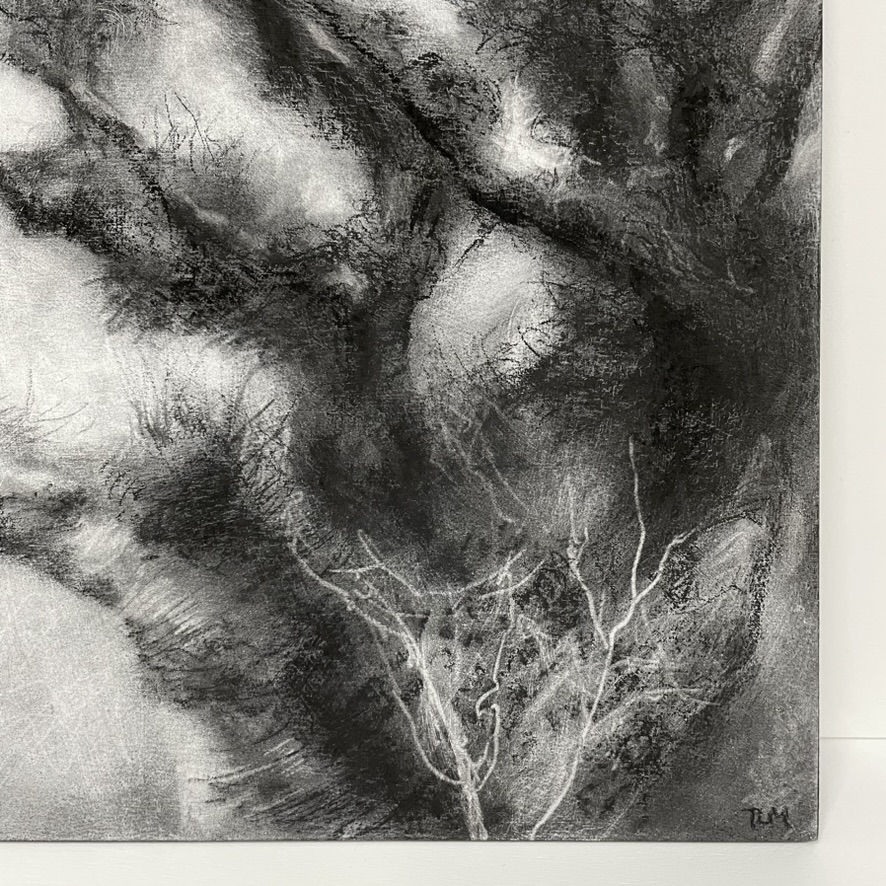 The John Muir Trust's Creative Freedom exhibition is currently on until 25th May at the Wild Space Visitor Centre, Pitlochry.  My charcoal drawing ‘Douny’ in the online exhibition, is inspired by a downy birch laden with Witch's Broom growths. 
@JohnMuirTrust #CreativeFreedom