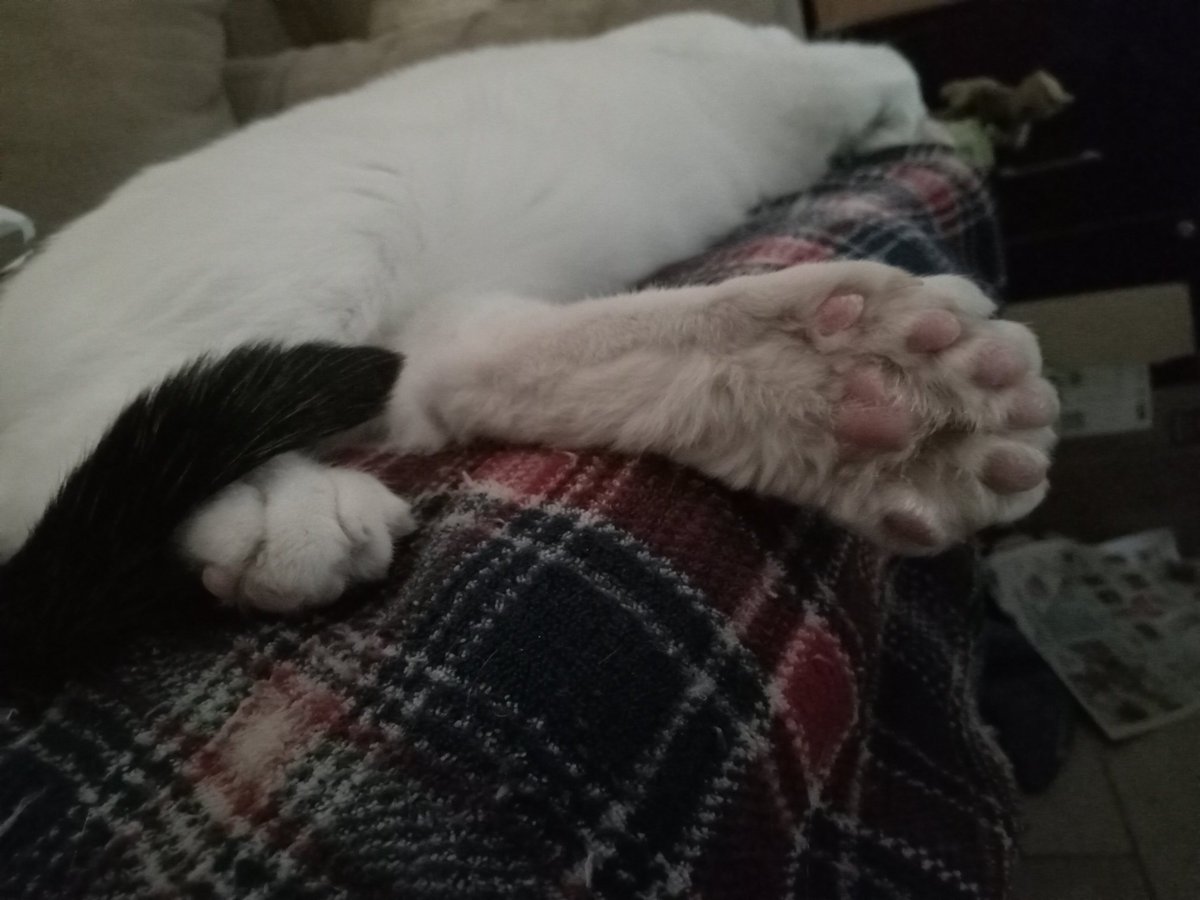 My cat is SNORING 😴 😂 🤭 🤪 🐾 He's polydactdyl so giving y'all a good angle to see his extra toes ♥ himz baseball mitts 😂 #CatsOfTwitter