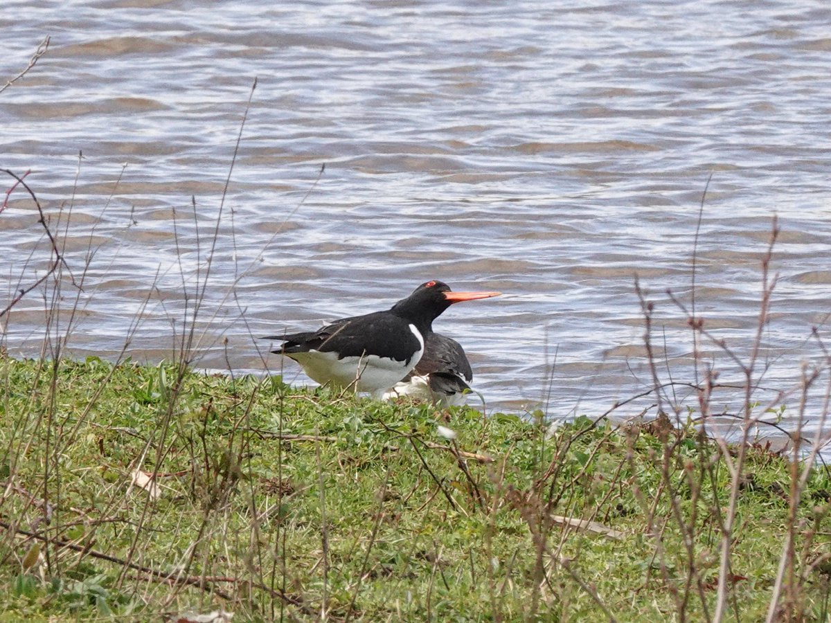 Spent the afternoon at <a href="/durhamwildlife/">DurhamWildlifeTrust</a> 's Low Barns Nature Reserve. The rain kept off but the wind made photography a bit difficult. <a href="/LadyVee67/">Veronica 🌹</a> Chiff-chaffs every 30 yards!!!