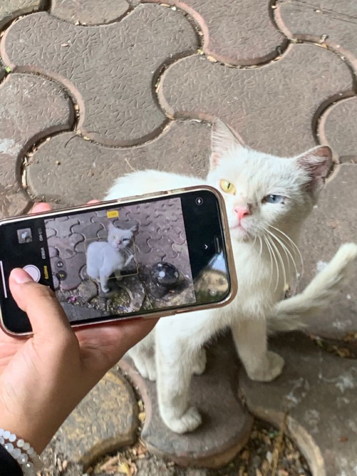 𝑨nn 🫧 tweet media